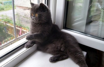 Новинка - москитная сетка "Антикошка"!